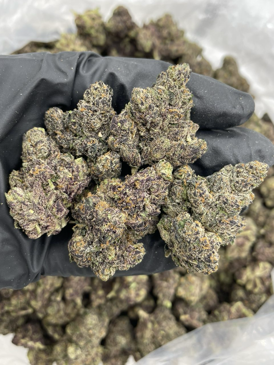 Animal Poppers strain